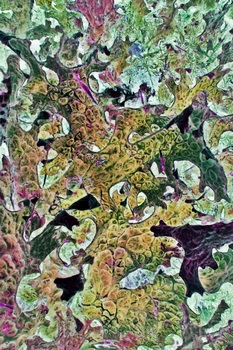 A 91D